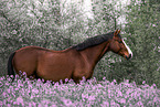 Warmblut im Sommer