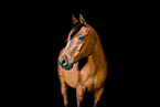 Warmblut im Studio