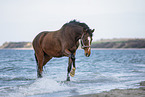 Warmblut am Strand