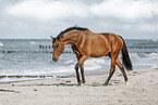 Warmblut am Strand