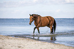 Warmblut am Strand