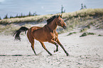 Warmblut am Strand