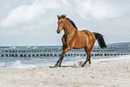 Warmblut am Strand