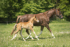 Warmblüter