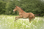 Warmblut Fohlen