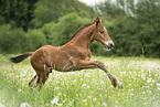 Warmblut Fohlen