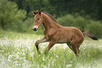 Warmblut Fohlen