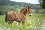 Warmblut Fohlen