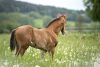 Warmblut Fohlen