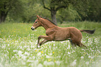 Warmblut Fohlen