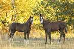 Warmblter