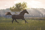 Warmblut