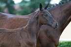 Warmblter