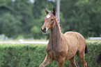Warmblut Fohlen