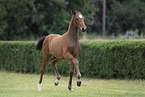 Warmblut Fohlen