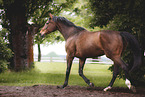 Warmblut Stute