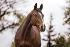 Warmblut Stute