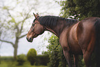 Warmblut Stute