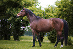 Warmblut Stute