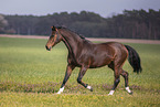Warmblut Stute