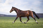 Warmblut Stute