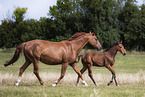 Warmblter
