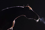 Warmblut Wallach