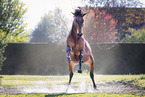 Warmblut Wallach