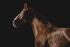 Warmblut Wallach