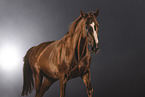 Warmblut Wallach