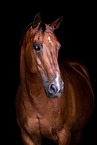 Warmblut Portrait