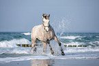 Warmblut