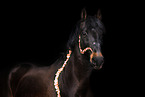 Spanier-Mix