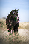 Warmblut