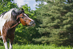 Warmblut