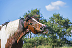 Warmblut