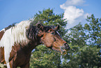 Warmblut