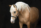 Warmblut