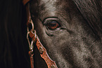 Warmblut