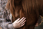 Warmblut