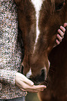 Warmblut
