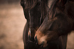 Warmblter