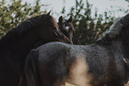 Warmblter