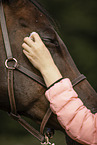 Warmblut