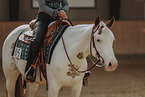 Warmblut