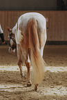Warmblut
