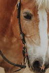 Warmblut