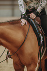 Warmblut