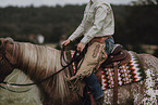 Warmblut