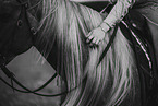 Warmblut
